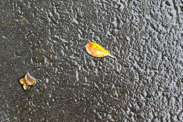 Herfst Impressies na de regen — Stockfoto