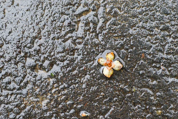 Yağmurdan sonra Sonbahar Gösterimler