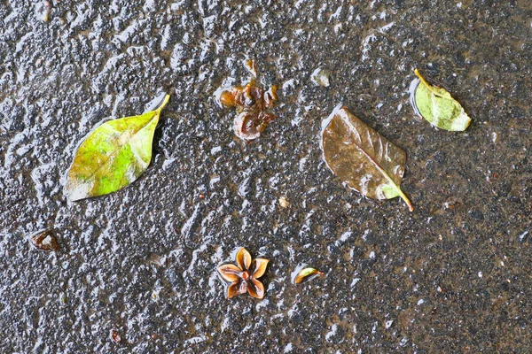 Autumn impressions after the rain — Stock Photo, Image