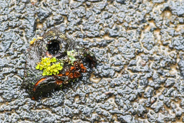 Yağmurdan sonra Sonbahar Gösterimler