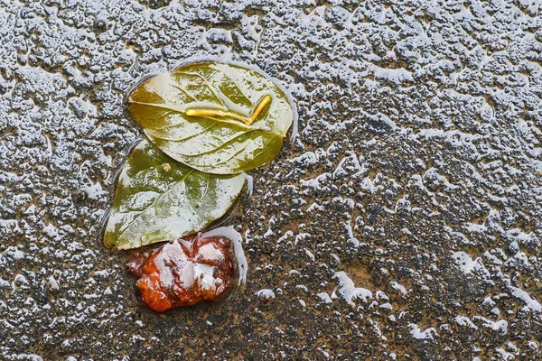 Yağmurdan sonra Sonbahar Gösterimler