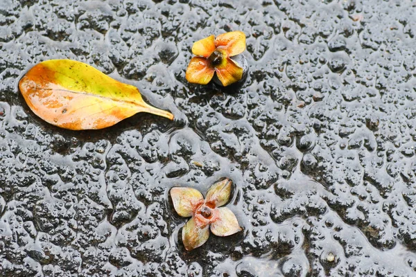 Yağmurdan sonra Sonbahar Gösterimler