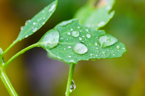 Yağmurdan sonra Sonbahar Gösterimler