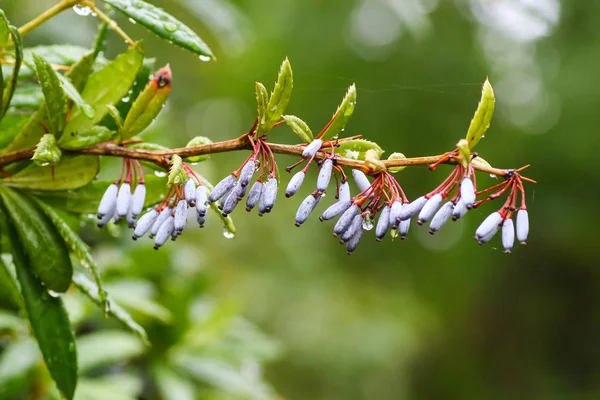 Yağmurdan sonra Sonbahar Gösterimler