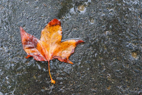 Impressions d'automne après la pluie — Photo