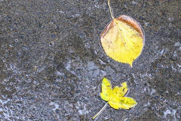雨后的秋天印象 — 图库照片