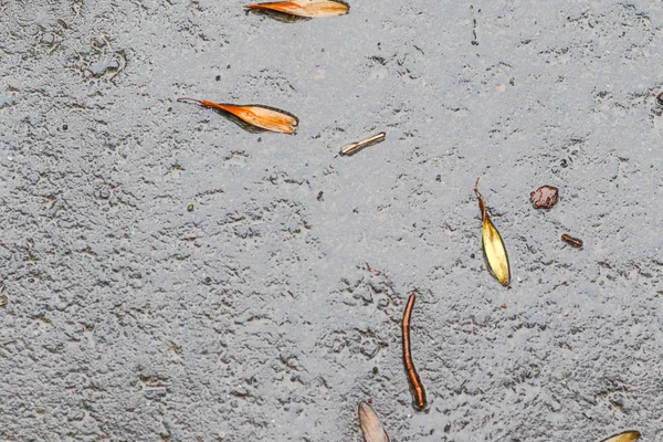 Yağmurdan sonra Sonbahar Gösterimler