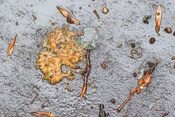 Yağmurdan sonra Sonbahar Gösterimler