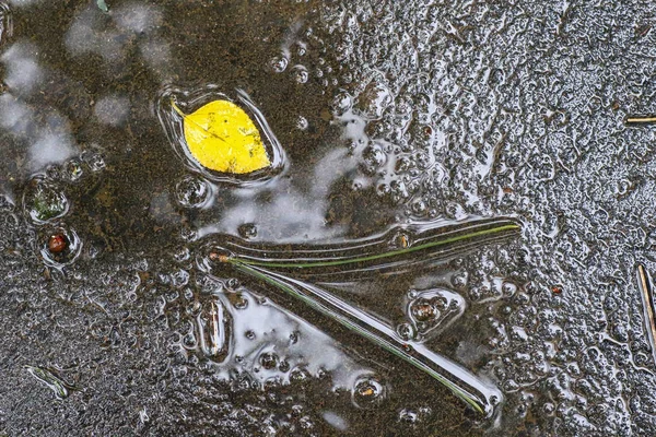 Yağmurdan sonra Sonbahar Gösterimler