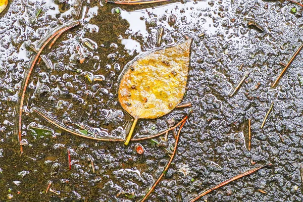 Yağmurdan sonra Sonbahar Gösterimler