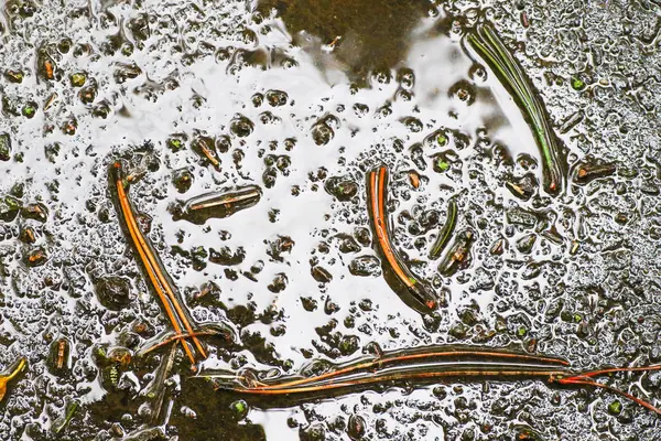 Yağmurdan sonra Sonbahar Gösterimler