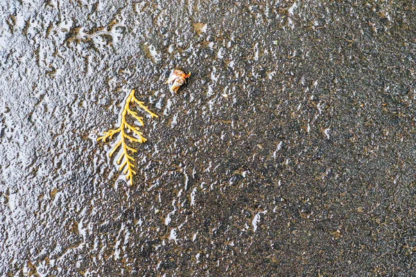 Yağmurdan sonra Sonbahar Gösterimler