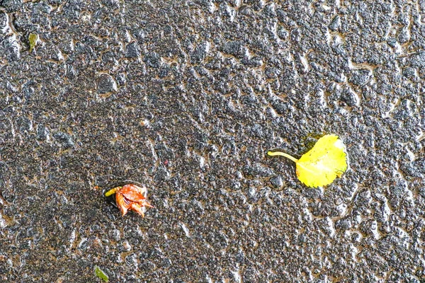 Yağmurdan sonra Sonbahar Gösterimler