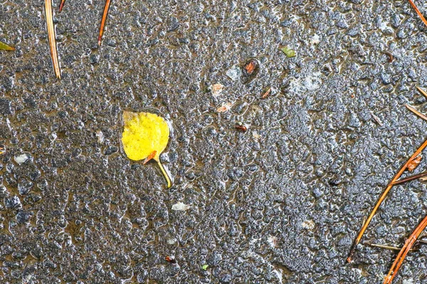 Herfst Impressies na de regen — Stockfoto