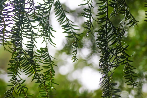 Autumn impressions after the rain — Stock Photo, Image