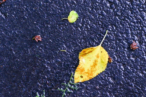 Yağmurdan sonra Sonbahar Gösterimler