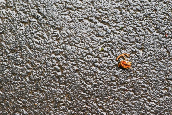 Yağmurdan sonra Sonbahar Gösterimler