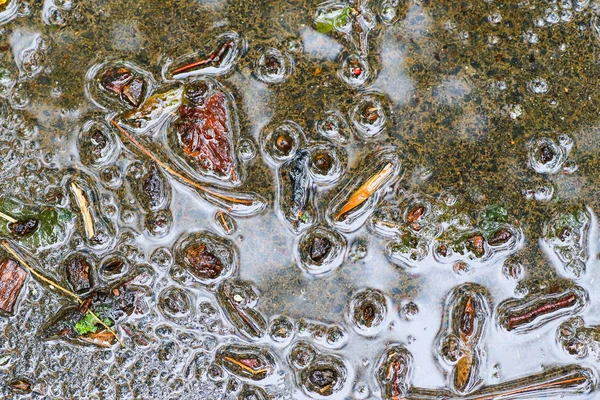 Yağmurdan sonra Sonbahar Gösterimler