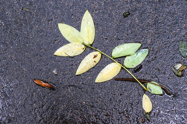 Yağmurdan sonra Sonbahar Gösterimler