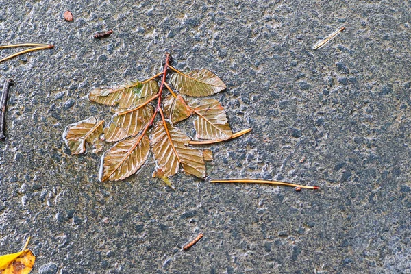 Yağmurdan sonra Sonbahar Gösterimler