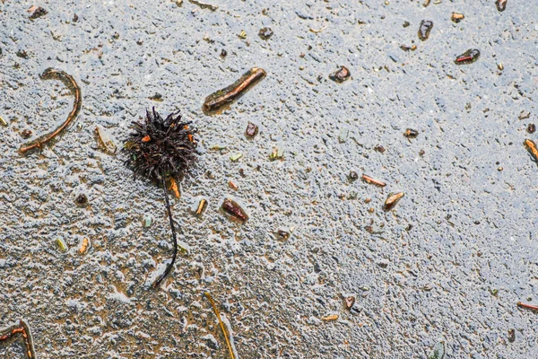 Yağmurdan sonra Sonbahar Gösterimler