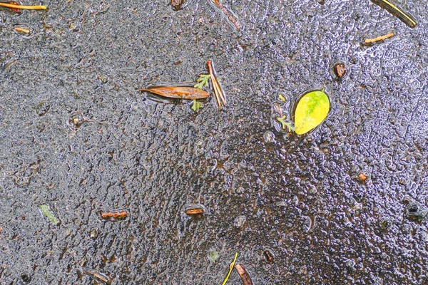 雨の後の秋の印象 — ストック写真