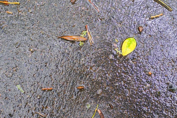 Impresiones de otoño después de la lluvia — Foto de Stock