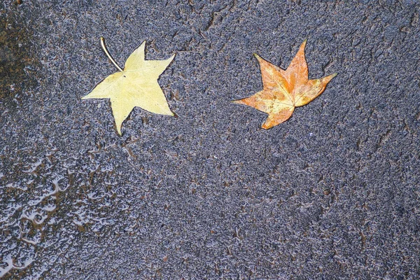 Impresiones de otoño después de la lluvia — Foto de Stock