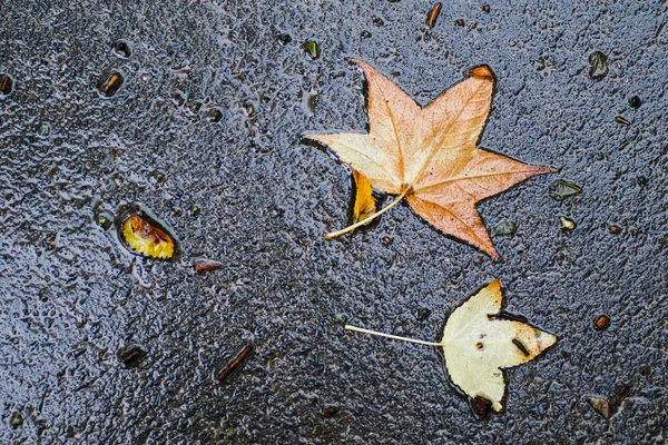 Yağmurdan sonra Sonbahar Gösterimler