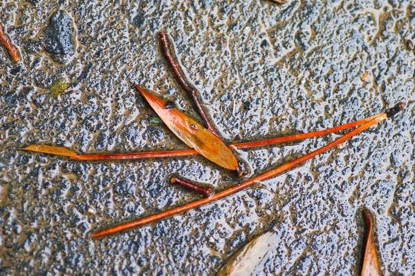 Yağmurdan sonra Sonbahar Gösterimler