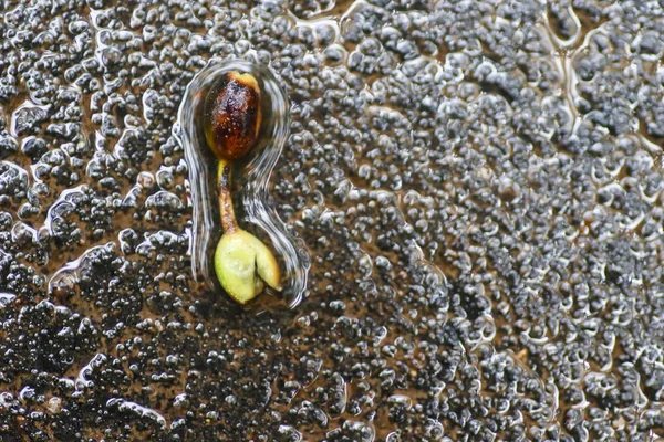 Yağmurdan sonra Sonbahar Gösterimler