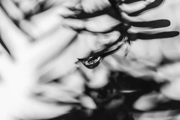 Yağmurdan sonra Sonbahar Gösterimler