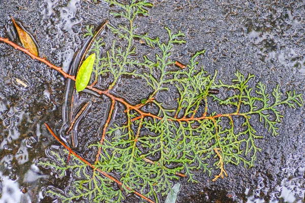 Yağmurdan sonra Sonbahar Gösterimler