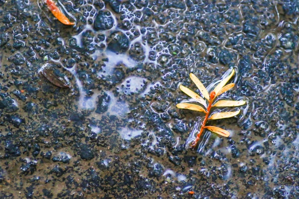 Yağmurdan sonra Sonbahar Gösterimler