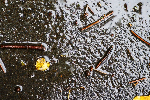 Yağmurdan sonra Sonbahar Gösterimler