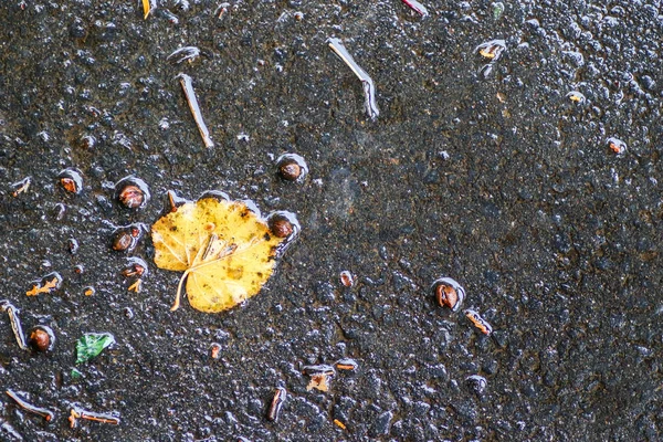 Yağmurdan sonra Sonbahar Gösterimler