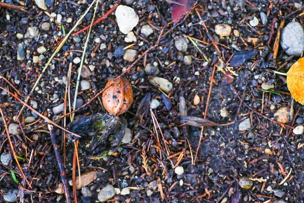 Yağmurdan sonra Sonbahar Gösterimler