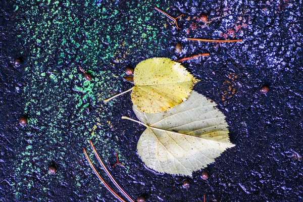 雨后的秋天印象 — 图库照片