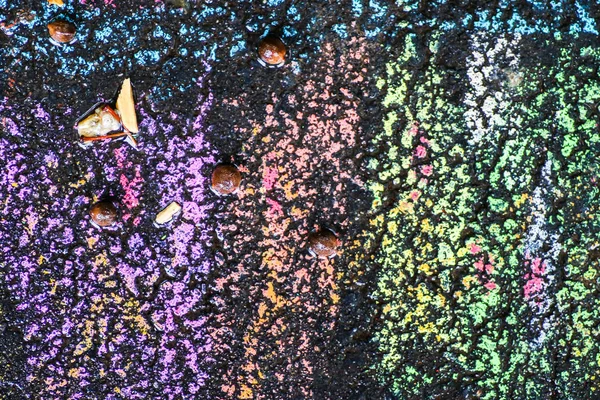 Yağmurdan sonra Sonbahar Gösterimler