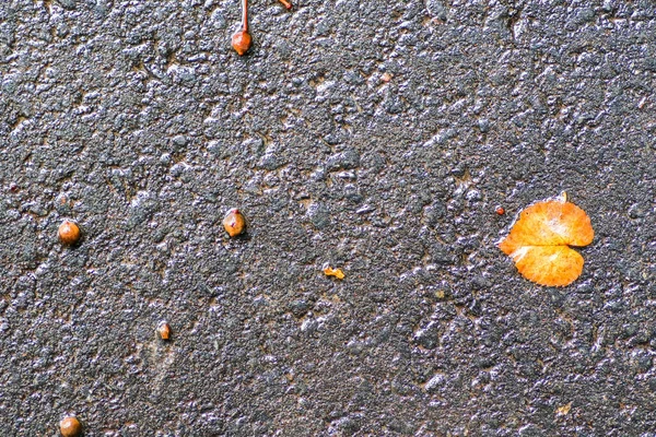 Yağmurdan sonra Sonbahar Gösterimler