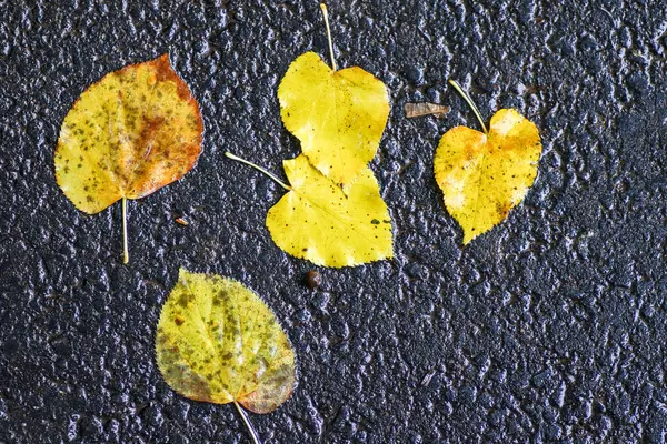 Yağmurdan sonra Sonbahar Gösterimler