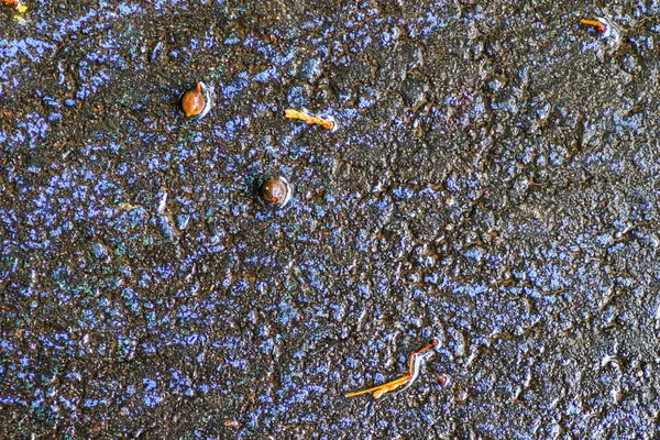 Yağmurdan sonra Sonbahar Gösterimler