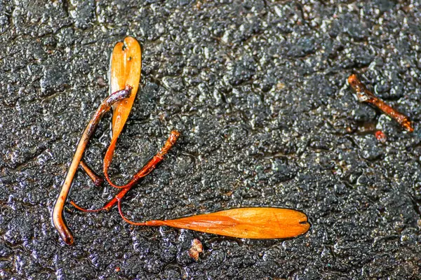 Yağmurdan sonra Sonbahar Gösterimler