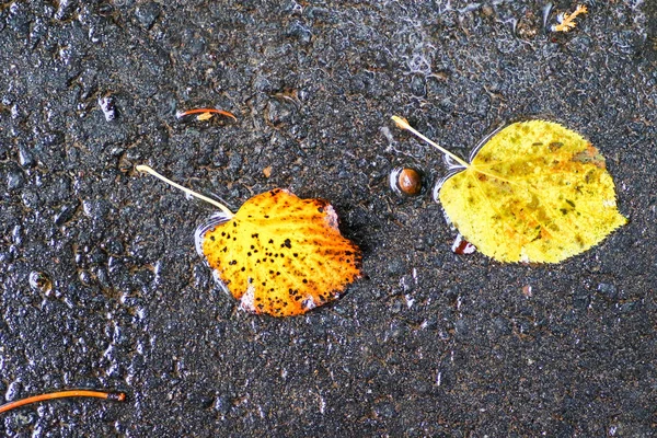 Herbstliche Eindrücke nach dem Regen — Stockfoto