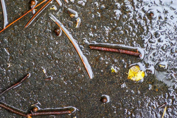 Yağmurdan sonra Sonbahar Gösterimler