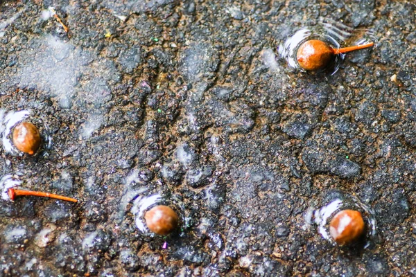 Yağmurdan sonra Sonbahar Gösterimler