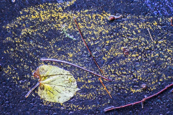 雨の後の秋の印象 — ストック写真