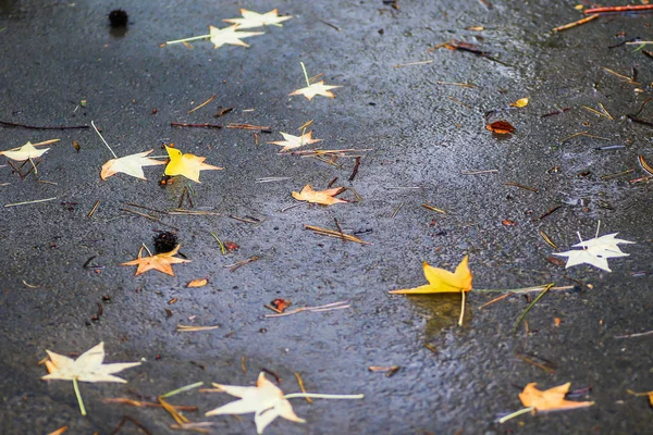 Herbstliche Eindrücke nach dem Regen — Stockfoto