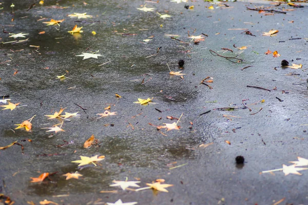 Herbstliche Eindrücke nach dem Regen — Stockfoto
