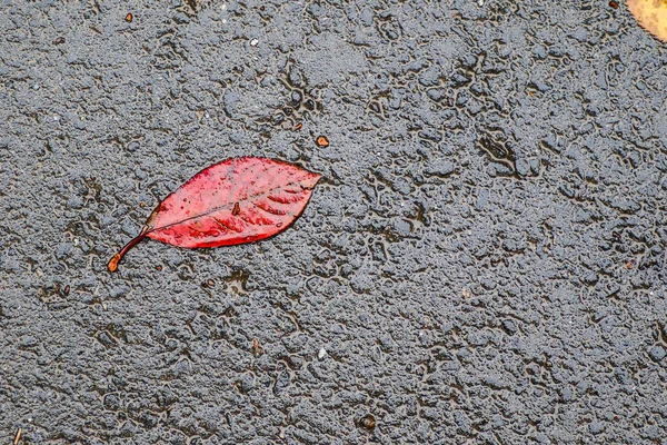 Impressions d'automne après la pluie — Photo